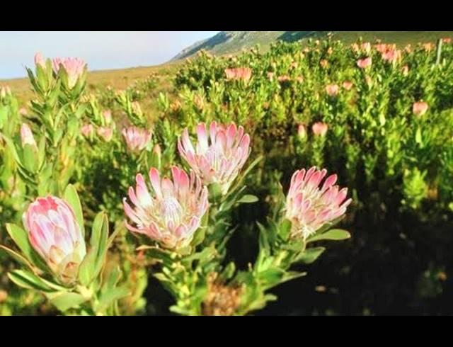 27HA VACANT LAND FOR SALE IN HUMANSDORP RURAL